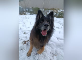 Albin Blacky von der Sandburg sucht ein neues Zuhause