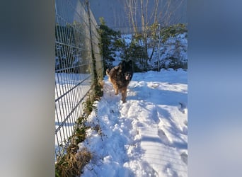 Albin Blacky von der Sandburg sucht ein neues Zuhause