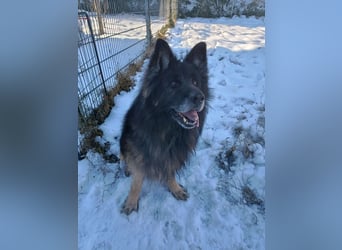 Albin Blacky von der Sandburg sucht ein neues Zuhause