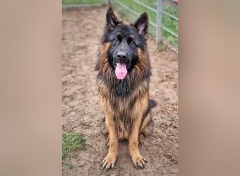 Herr Schröder sucht ein Zuhause