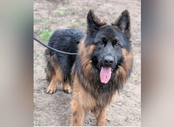 Herr Schröder sucht ein Zuhause