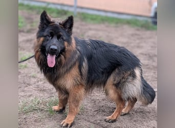 Herr Schröder sucht ein Zuhause