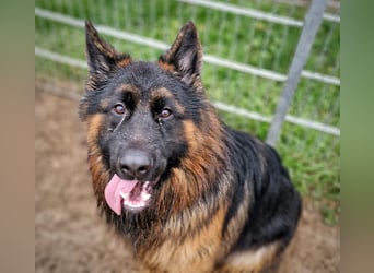 Herr Schröder sucht ein Zuhause