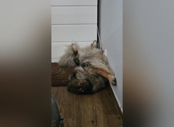 Altdeutsche Schäferhündin „Mia“ & Eurasier „Koda“ nur gemeinsam