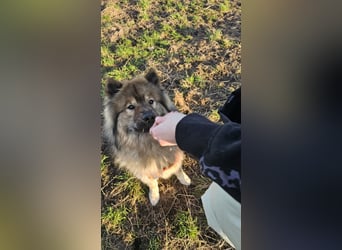 Altdeutsche Schäferhündin „Mia“ & Eurasier „Koda“ nur gemeinsam