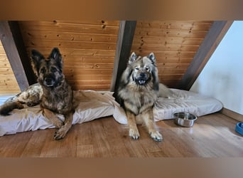 Altdeutsche Schäferhündin „Mia“ & Eurasier „Koda“ nur gemeinsam
