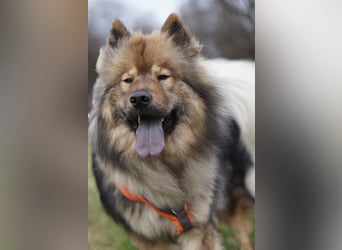 Altdeutsche Schäferhündin „Mia“ & Eurasier „Koda“ nur gemeinsam