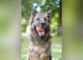 Altdeutsche Schäferhündin „Mia“ & Eurasier „Koda“ nur gemeinsam