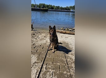 Altdeutsche Schäferhündin „Mia“ & Eurasier „Koda“ nur gemeinsam