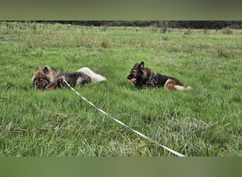 Altdeutsche Schäferhündin „Mia“ & Eurasier „Koda“ nur gemeinsam