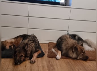 Altdeutsche Schäferhündin „Mia“ & Eurasier „Koda“ nur gemeinsam