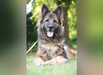 Altdeutsche Schäferhündin „Mia“ & Eurasier „Koda“ nur gemeinsam