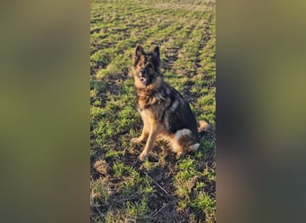 Altdeutsche Schäferhündin „Mia“ & Eurasier „Koda“ nur gemeinsam