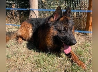 Bonei von kettenlos