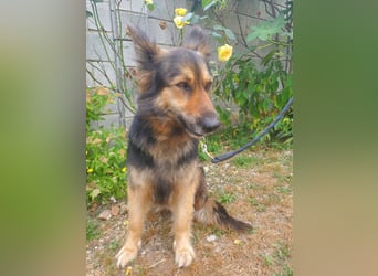 Cleo, Altdeutscher Schäferhund