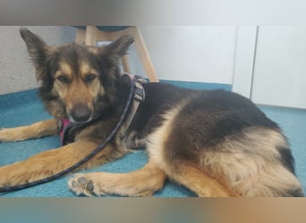 Cleo, Altdeutscher Schäferhund