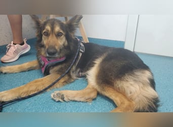 Cleo, Altdeutscher Schäferhund
