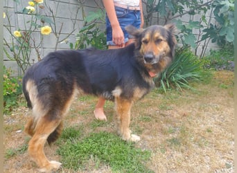 Cleo, Altdeutscher Schäferhund