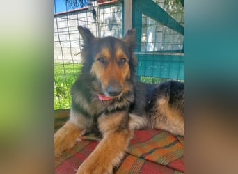 Cleo, Altdeutscher Schäferhund