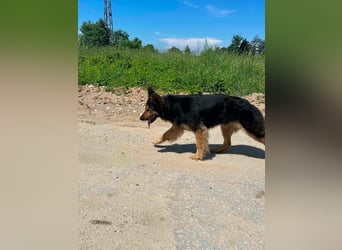 Cleo, Altdeutscher Schäferhund