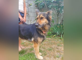 Cleo, Altdeutscher Schäferhund