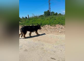 Cleo, Altdeutscher Schäferhund