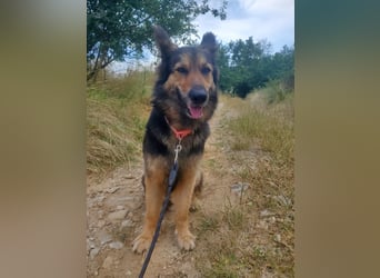 Cleo, Altdeutscher Schäferhund