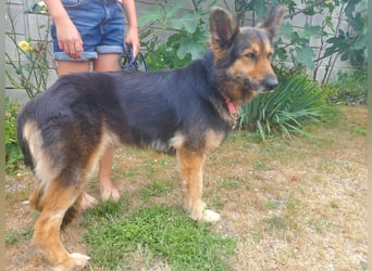 Cleo, Altdeutscher Schäferhund