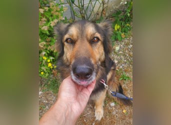 Cleo, Altdeutscher Schäferhund