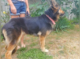 Cleo, Altdeutscher Schäferhund