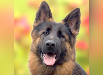 Pretty Diana - kinderlieb, stürmisch und verschmust - Tierhilfe Franken e.V.