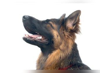 Pretty Diana - kinderlieb, stürmisch und verschmust - Tierhilfe Franken e.V.