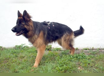 Pretty Diana - kinderlieb, stürmisch und verschmust - Tierhilfe Franken e.V.