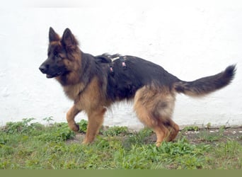 Pretty Diana - kinderlieb, stürmisch und verschmust - Tierhilfe Franken e.V.