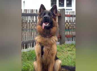 Pretty Diana - kinderlieb, stürmisch und verschmust - Tierhilfe Franken e.V.