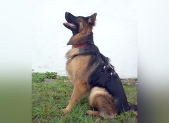 Pretty Diana - kinderlieb, stürmisch und verschmust - Tierhilfe Franken e.V.