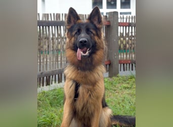 Pretty Diana - kinderlieb, stürmisch und verschmust - Tierhilfe Franken e.V.