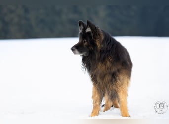 Albin Blacky von der Sandburg sucht ein neues Zuhause