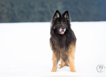 Albin Blacky von der Sandburg sucht ein neues Zuhause