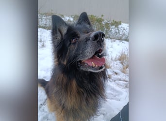 Albin Blacky von der Sandburg sucht ein neues Zuhause