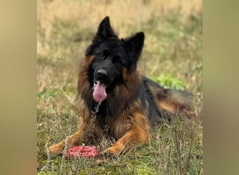 Herr Schröder sucht ein Zuhause