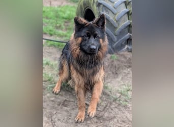 Herr Schröder sucht ein Zuhause