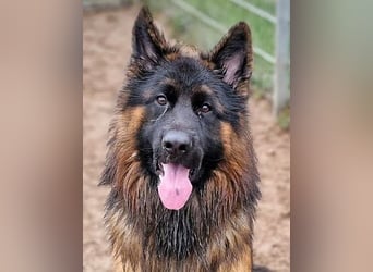 Herr Schröder sucht ein Zuhause