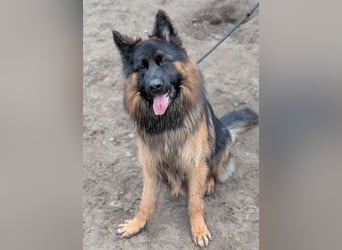 Herr Schröder sucht ein Zuhause