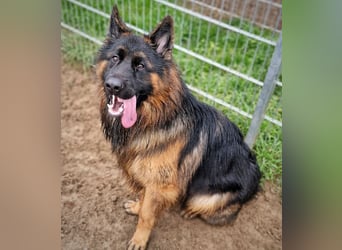 Herr Schröder sucht ein Zuhause