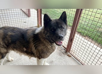 Bali, Familienhund im besten Hundealter