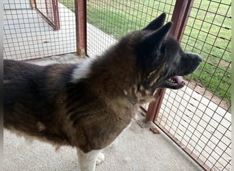 Bali, Familienhund im besten Hundealter