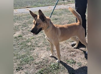Noxi 9kg Goldstück