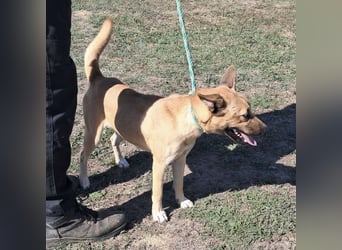 Noxi 9kg Goldstück