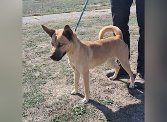 Noxi 9kg Goldstück